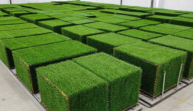 种植管理中的种苗选型关注点与优化建议